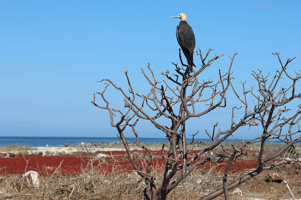 Photos of North Seymour Island in Galapagos with mating sea birds including male Frigatebirds with red sacs