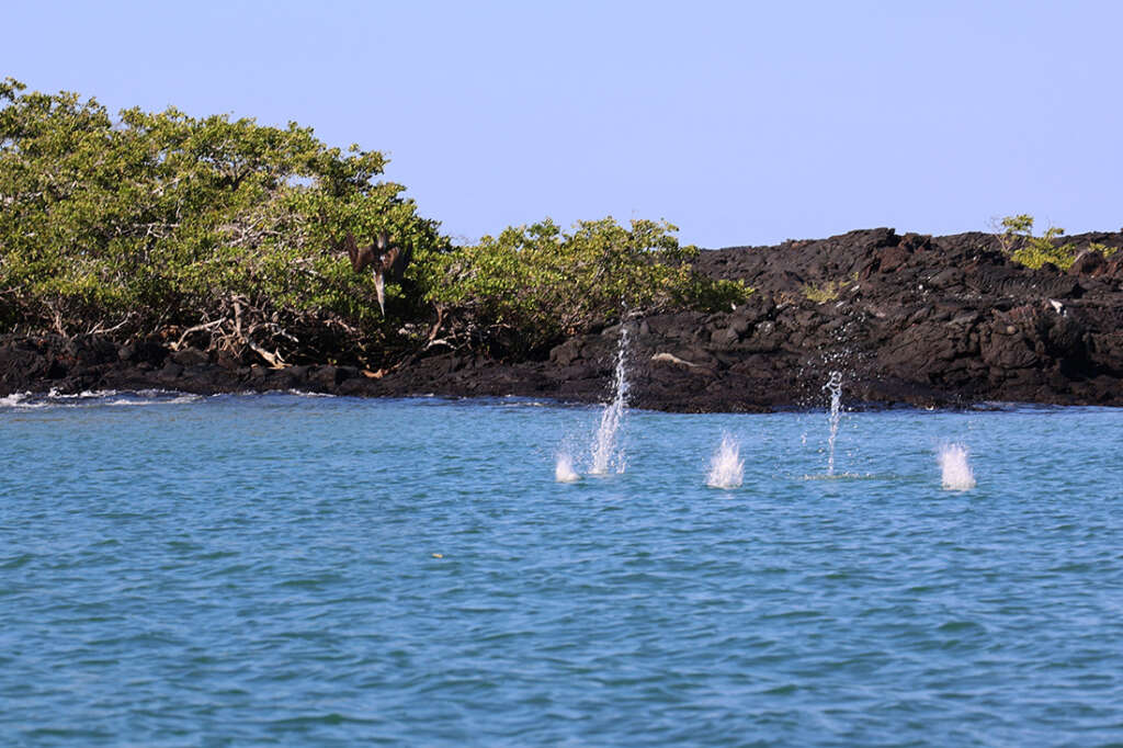 photos from Punta Mangle in Galapagos Islands, with birds like Blue-Footed Boobies and penguins, plus sea lions and marine iguanas