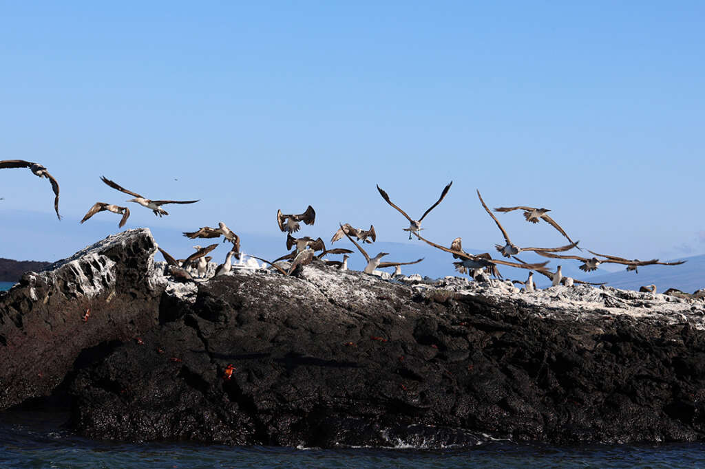 How to have the best luxury cruise vacation in the Galapagos Islands.