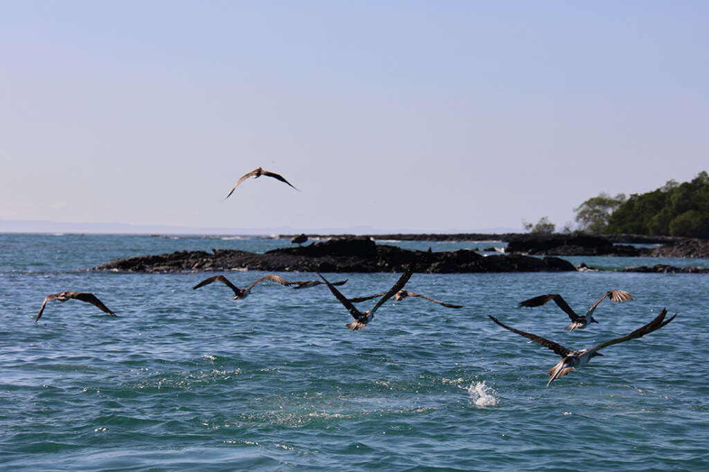 photos from Punta Mangle in Galapagos Islands, with birds like Blue-Footed Boobies and penguins, plus sea lions and marine iguanas