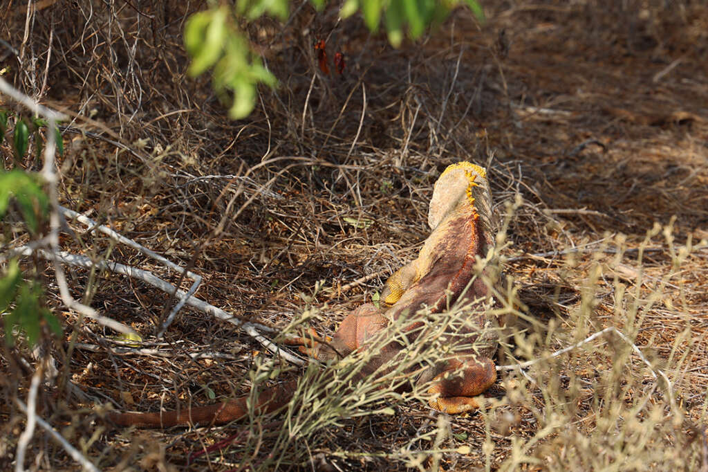 Best photos and highlights from Cerro Dragon in the Galapagos Islands, home to a cactus forest, flamingos and several rare land iguanas