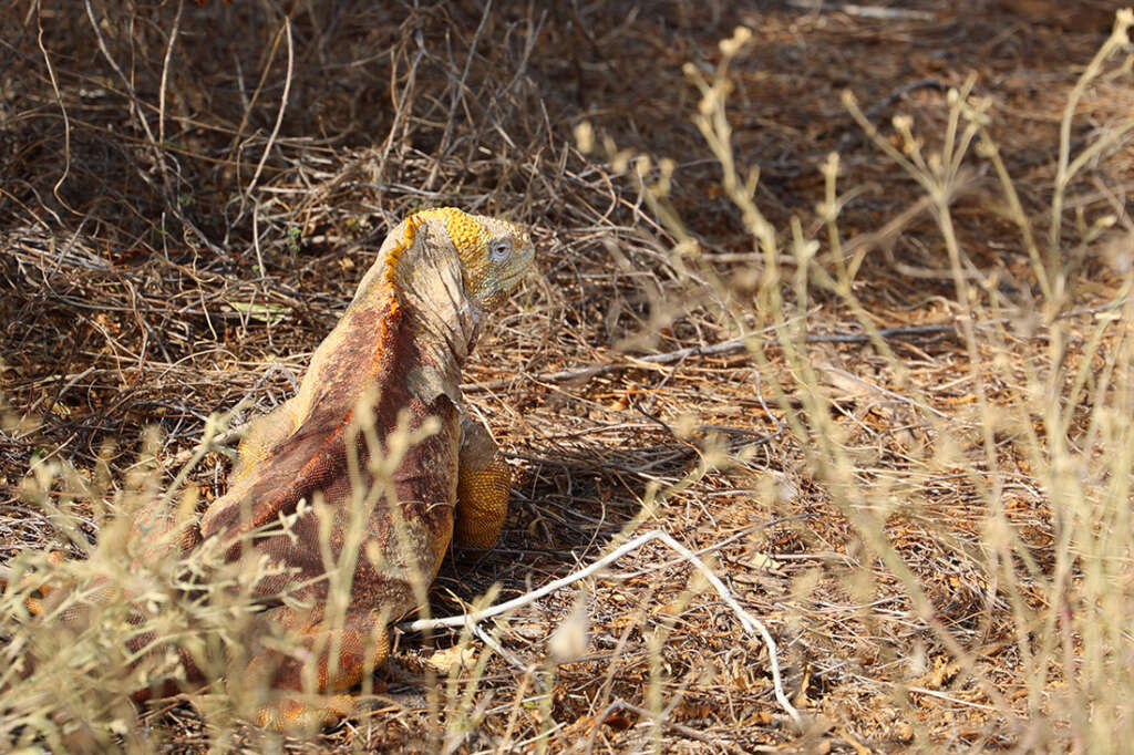 Best photos and highlights from Cerro Dragon in the Galapagos Islands, home to a cactus forest, flamingos and several rare land iguanas