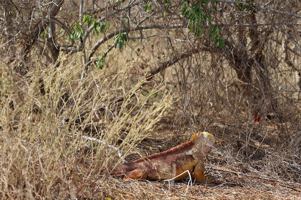 Best photos and highlights from Cerro Dragon in the Galapagos Islands, home to a cactus forest, flamingos and several rare land iguanas