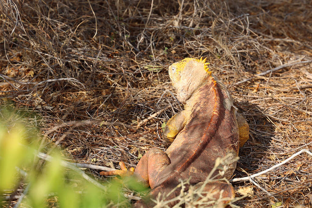 What to know, best photos and packing tips for planning a luxury vacation cruise in the Galapagos Islands. 