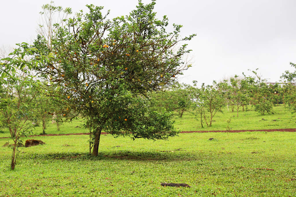 the highlands of Santa Cruz Island in the Galapagos, the best place to see the famous giant tortoises