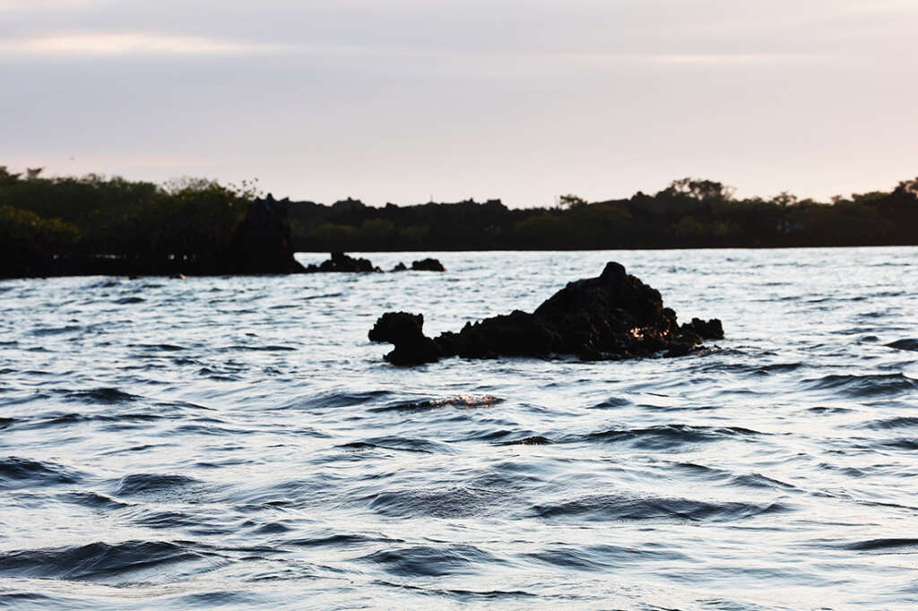 photos of a recent vacation visit to Elizabeth Bay in the Galapagos Islands, home to sea turtles, mangrove trees, penguins