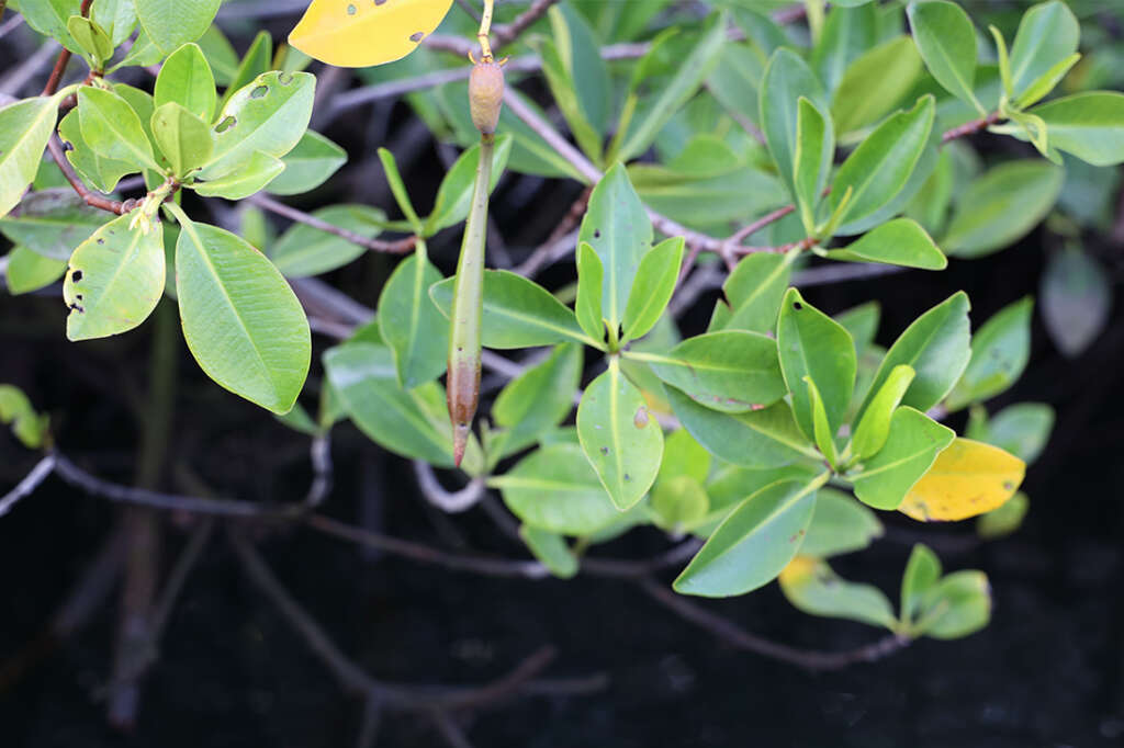 visit to Elizabeth Bay in the Galapagos Islands, home to sea turtles and mangrove trees