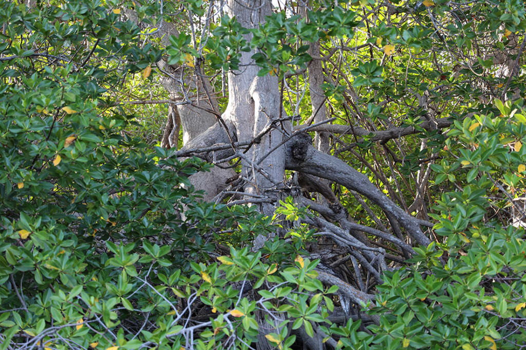 visit to Elizabeth Bay in the Galapagos Islands, home to sea turtles, mangrove trees, penguins and more