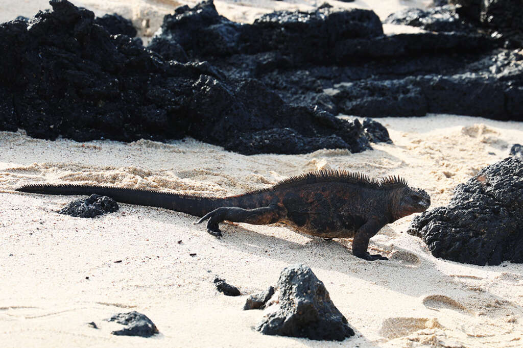 Best photos and highlights from Cerro Dragon in the Galapagos Islands, home to a cactus forest, flamingos and several rare land iguanas