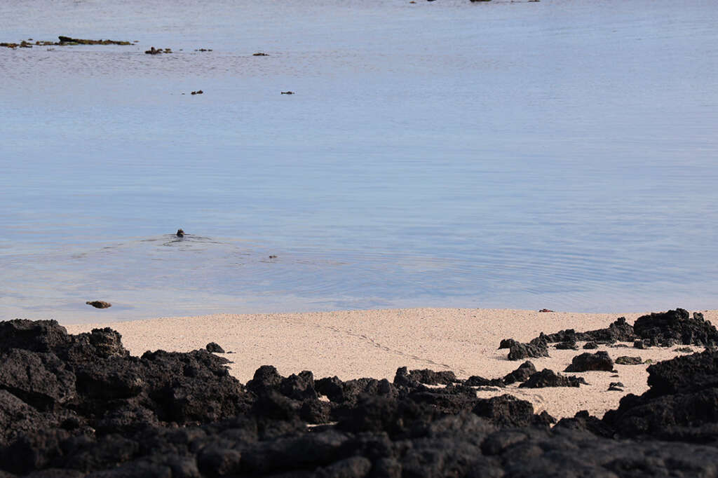 Best photos and highlights from Cerro Dragon in the Galapagos Islands, home to a cactus forest, flamingos and several rare land iguanas