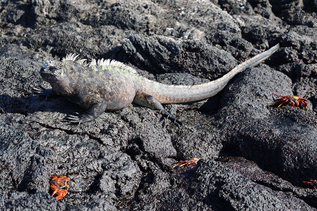 photos from Punta Mangle in Galapagos Islands, with birds like Blue-Footed Boobies and penguins, plus sea lions and marine iguanas