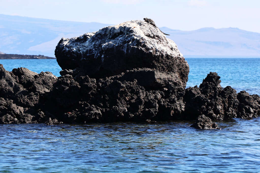 photos from Punta Mangle in Galapagos Islands, with birds like Blue-Footed Boobies and penguins, plus sea lions and marine iguanas