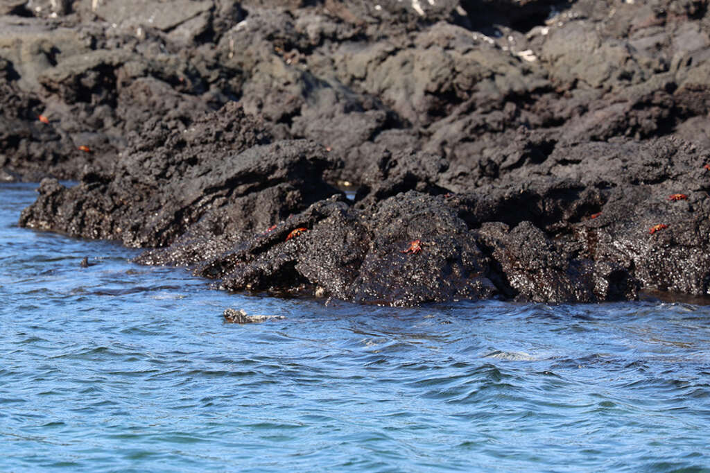 photos from Punta Mangle in Galapagos Islands, with birds like Blue-Footed Boobies and penguins, plus sea lions and marine iguanas