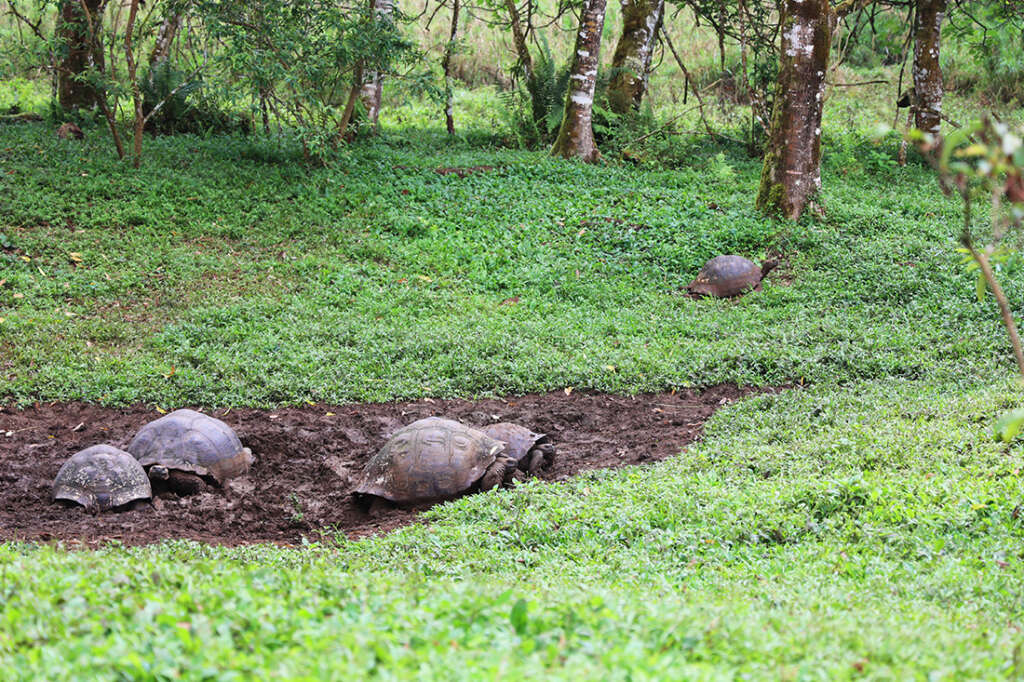 the highlands of Santa Cruz Island in the Galapagos, the best place to see the famous giant tortoises