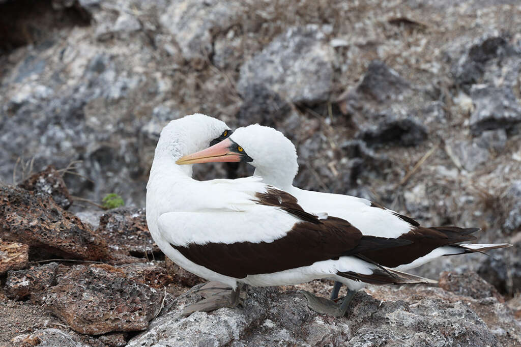 Photos of Prince Philip's Steps in the Galapagos, home to birds like Red-Footed Boobies, Nazca boobies and Galapagos owls.