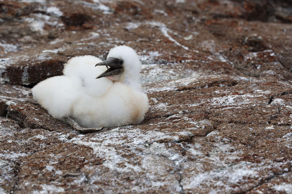 Photos of Prince Philip's Steps in the Galapagos, home to birds like Red-Footed Boobies, Nazca boobies and Galapagos owls.