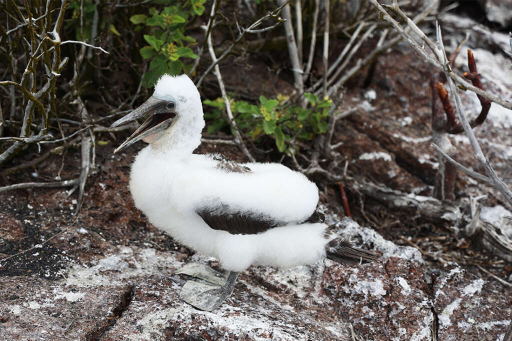 Photos of Prince Philip's Steps in the Galapagos, home to birds like Red-Footed Boobies, Nazca boobies and Galapagos owls.