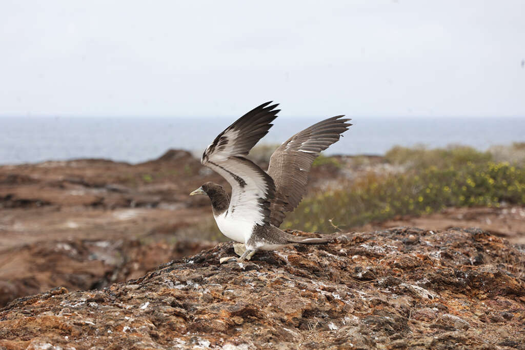 Photos of Prince Philip's Steps in the Galapagos, home to birds like Red-Footed Boobies, Nazca boobies and Galapagos owls.