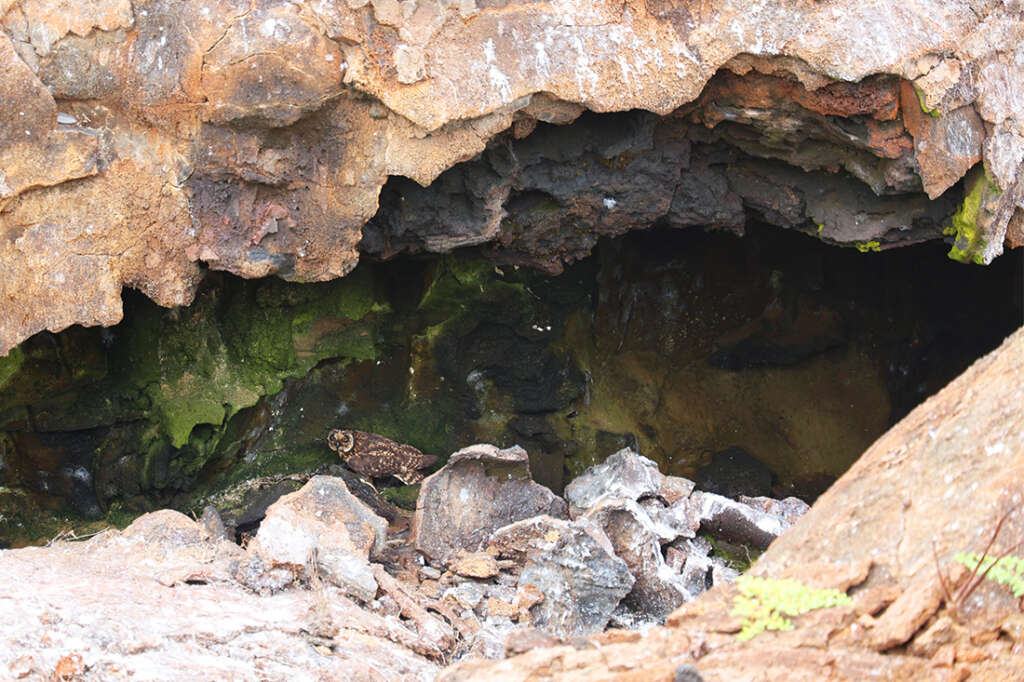 Red-Footed Boobies, Nazca boobies and Galapagos owls