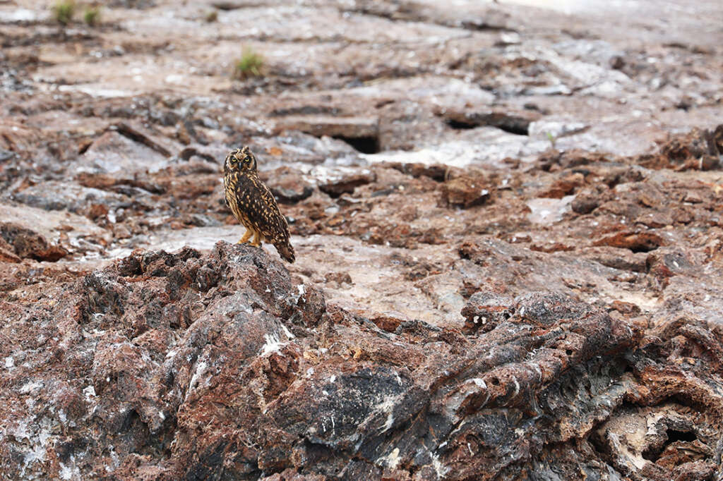 Red-Footed Boobies, Nazca boobies and Galapagos owls