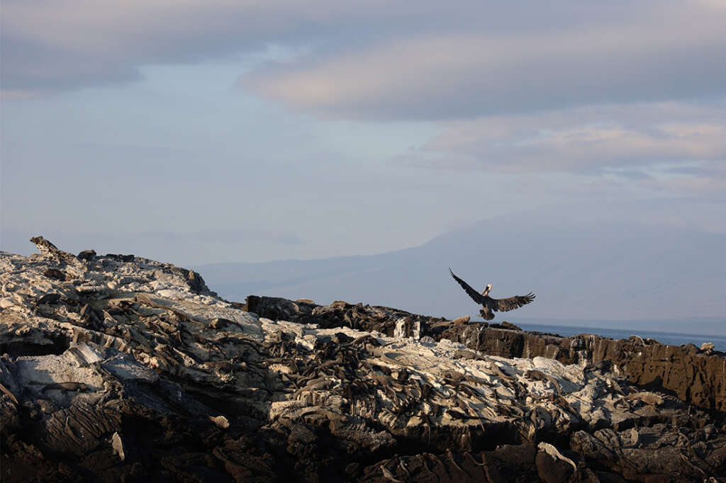 Photos from a visit to Punta Espinoza in the Galapagos Islands, home to marine iguanas, sea lions, hawks and crabs. 