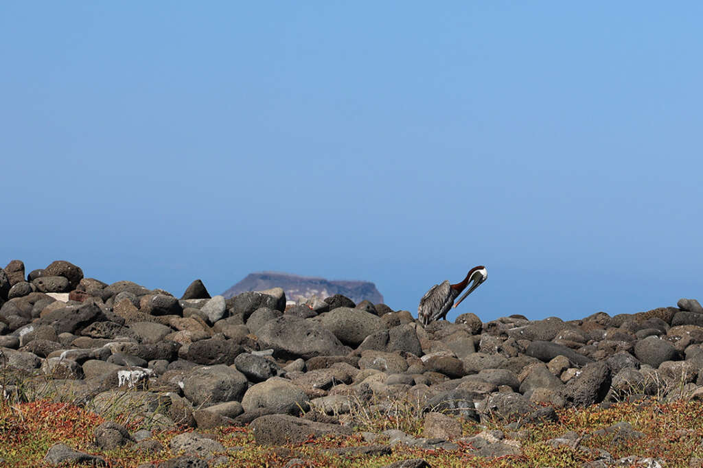 Photos of North Seymour Island in Galapagos with mating sea birds including male Frigatebirds with red sacs