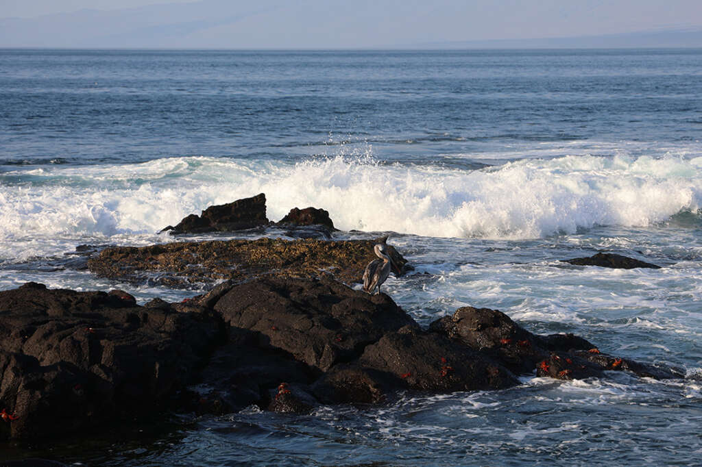 Punta Espinoza in the Galapagos Islands