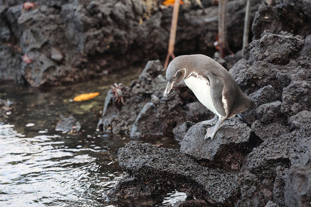 Photos from Elizabeth Bay in the Galapagos Islands.. Photo ©Dandelion Chandelier.