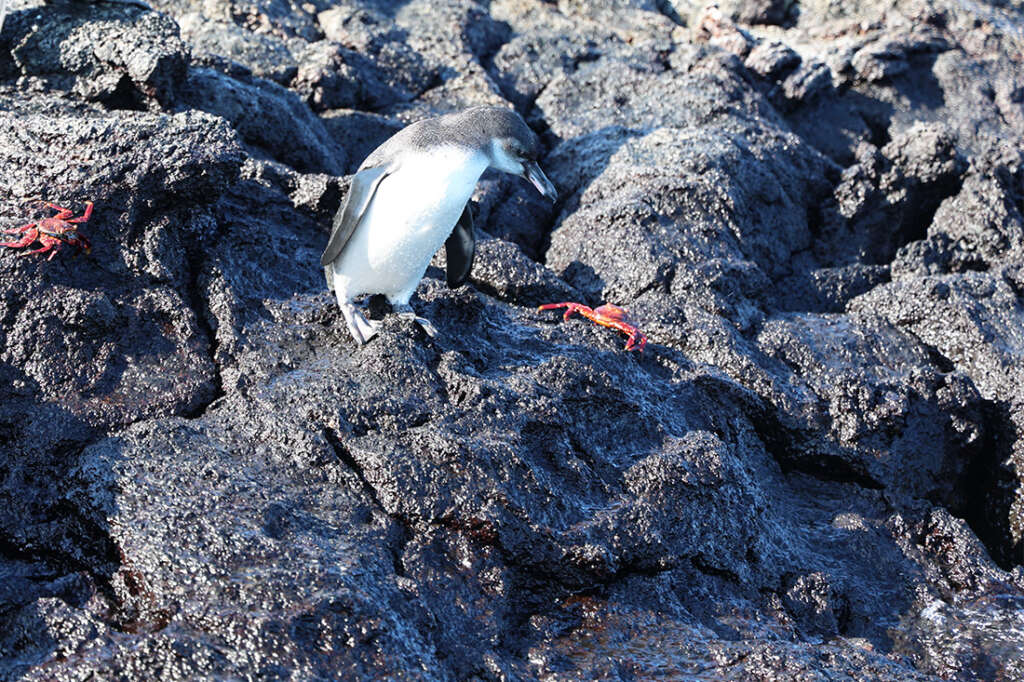 photos from Punta Mangle in Galapagos Islands, with birds like Blue-Footed Boobies and penguins, plus sea lions and marine iguanas