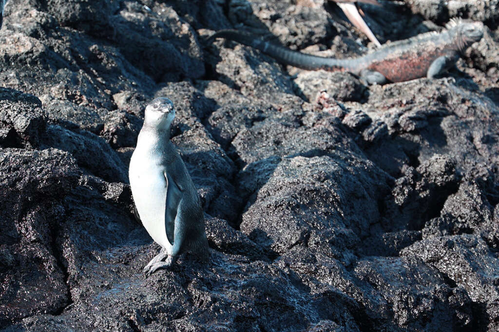 photos from Punta Mangle in Galapagos Islands, with birds like Blue-Footed Boobies and penguins, plus sea lions and marine iguanas