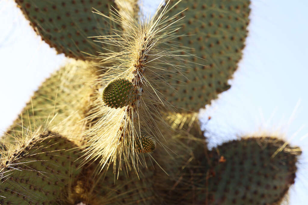 Best photos and highlights from Cerro Dragon in the Galapagos Islands, home to a cactus forest, flamingos and several rare land iguanas