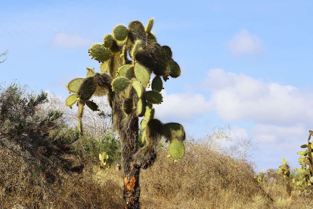 Best photos and highlights from Cerro Dragon in the Galapagos Islands, home to a cactus forest, flamingos and several rare land iguanas