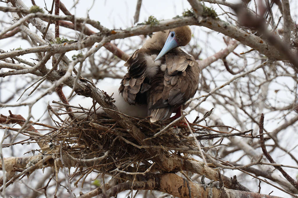 Photos of Prince Philip's Steps in the Galapagos, home to birds like Red-Footed Boobies, Nazca boobies and Galapagos owls.