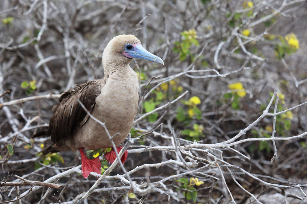 Photos of Prince Philip's Steps in the Galapagos, home to birds like Red-Footed Boobies, Nazca boobies and Galapagos owls.