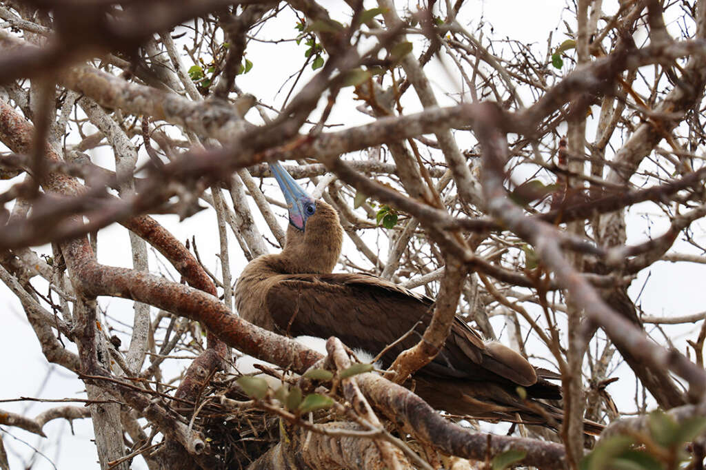 Photos of Prince Philip's Steps in the Galapagos, home to birds like Red-Footed Boobies, Nazca boobies and Galapagos owls.