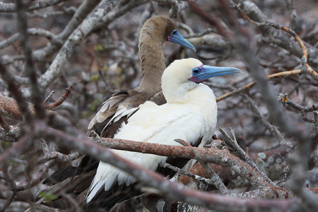 Photos of Prince Philip's Steps in the Galapagos Islands, a nursery for rare birds like Red-Footed Boobies, Nazca boobies and Galapagos owls.