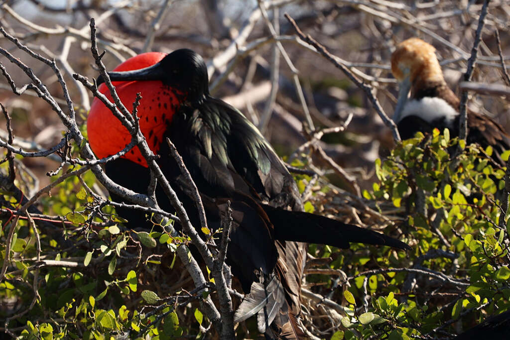 Mating birds Galapagos Islands
