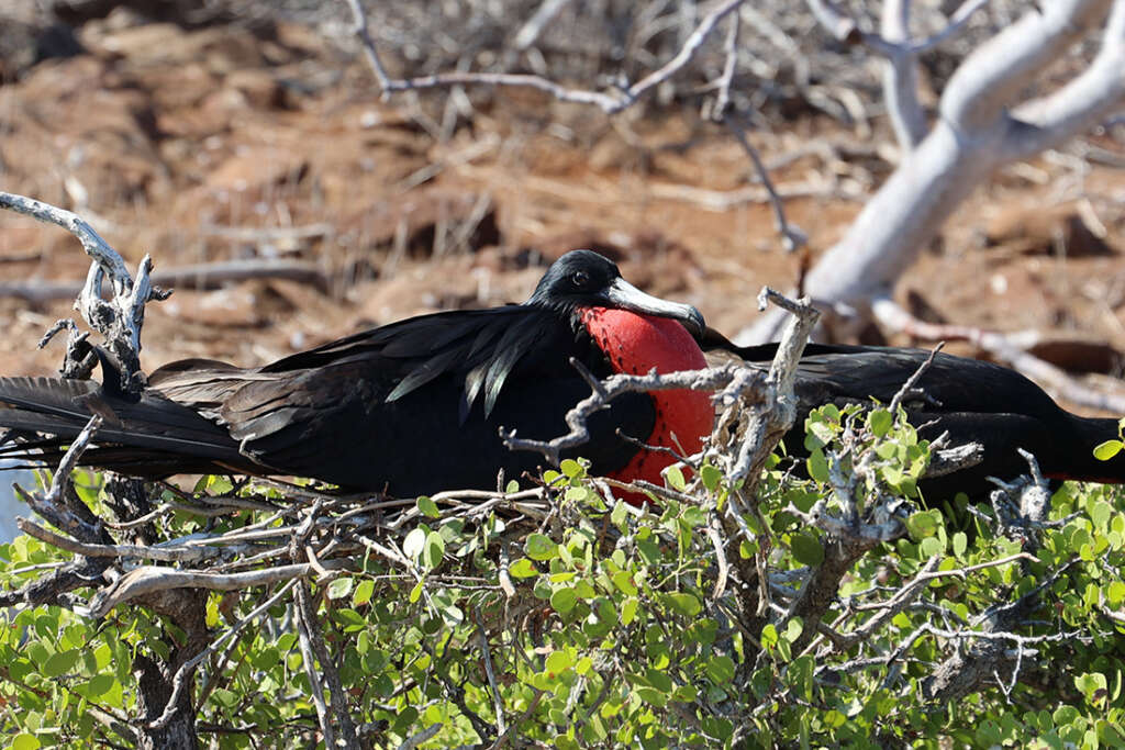 Photos of North Seymour Island in Galapagos with mating sea birds including male Frigatebirds with red sacs