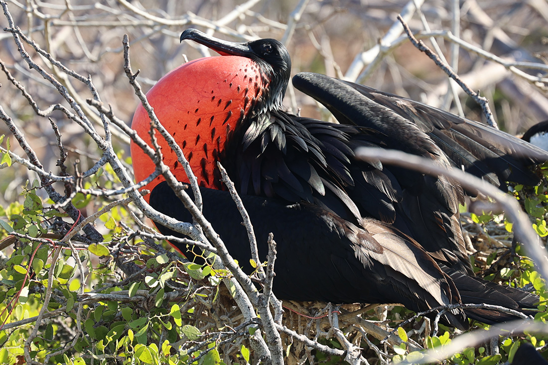 Frigatebird in Galapagos Island. Photo © Dandelion Chandelier.