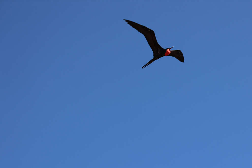 Male great frigatebird on North Seymour Island in the Galapagos
