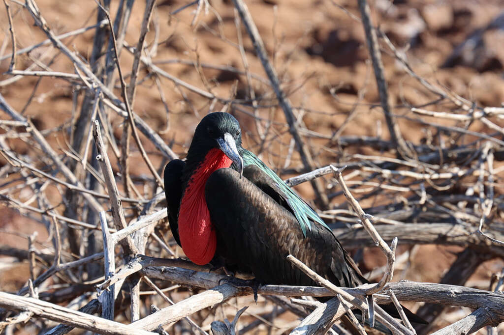 Male great frigatebird on North Seymour Island in the Galapagos