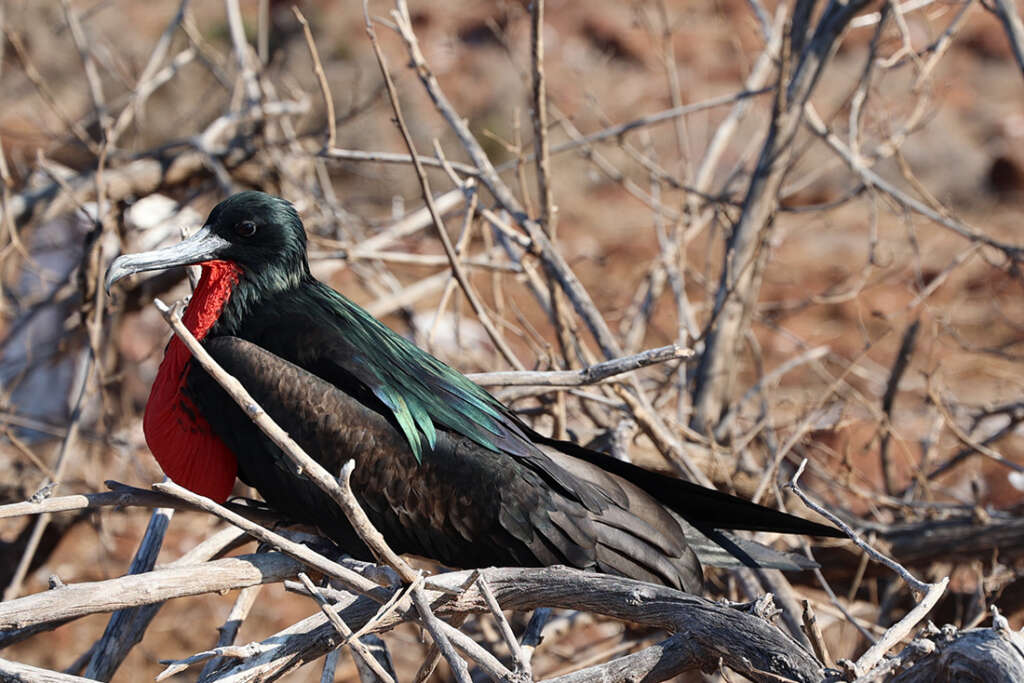 Mating birds Galapagos Islands