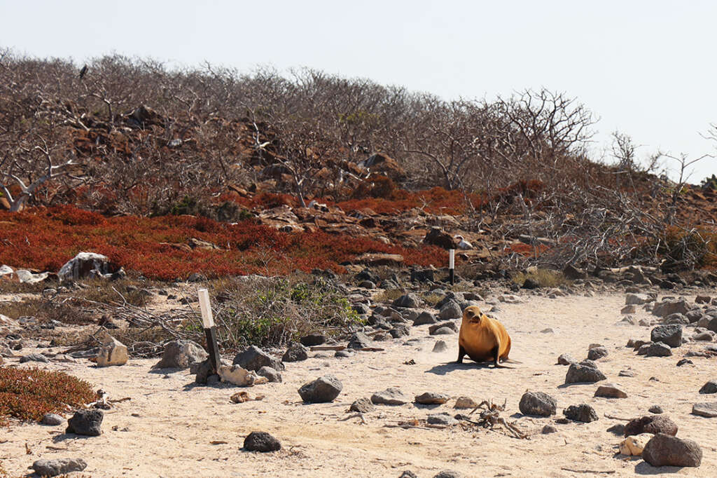 Photos of North Seymour Island in Galapagos with mating sea birds including male Frigatebirds with red sacs