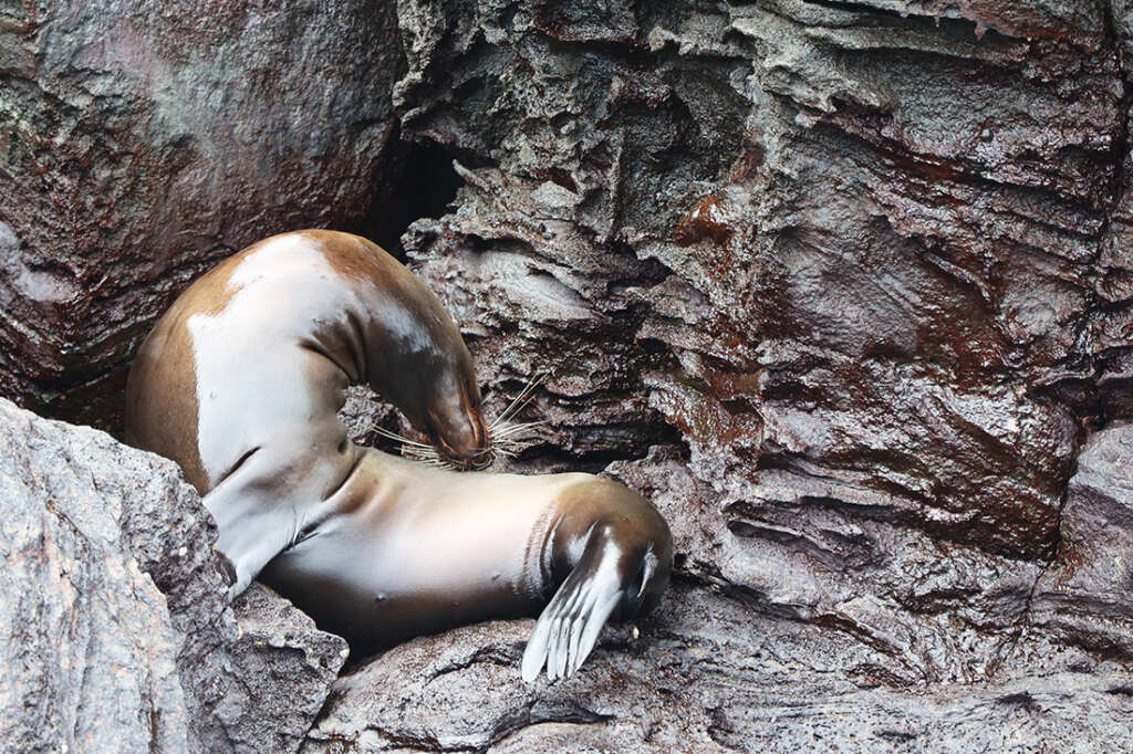 Photos of Prince Philip's Steps in the Galapagos Islands, a nursery for rare birds like Red-Footed Boobies, Nazca boobies and Galapagos owls