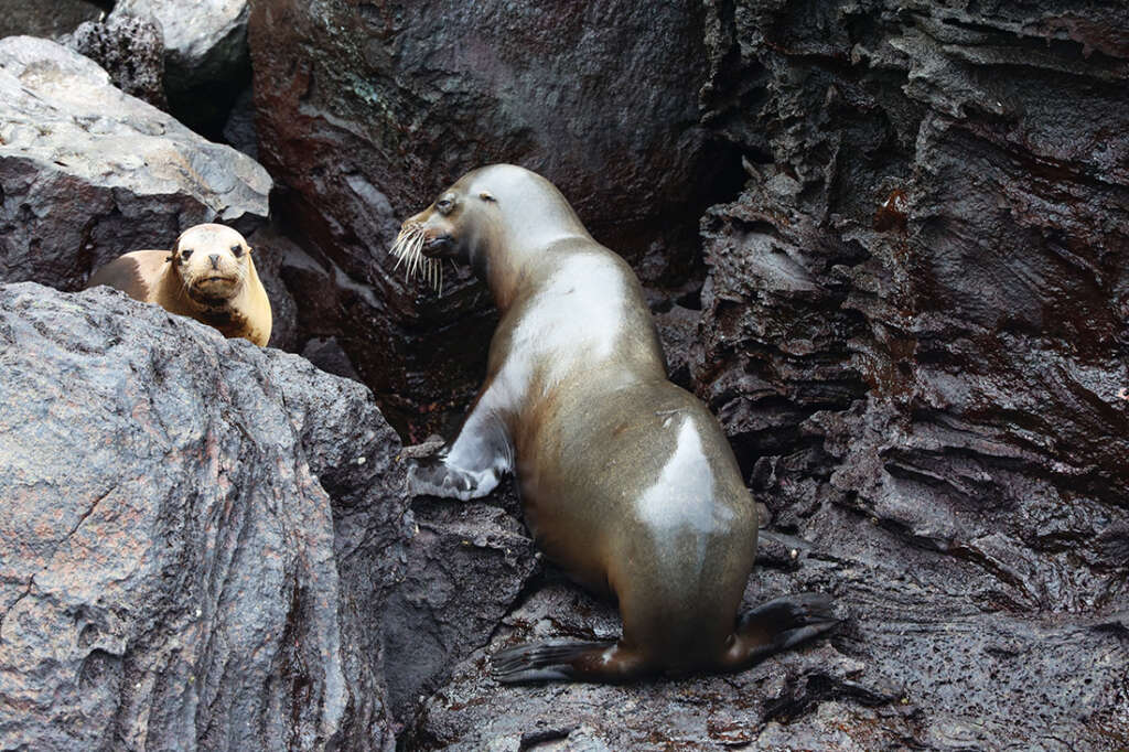 Red-Footed Boobies, Nazca boobies and Galapagos owls