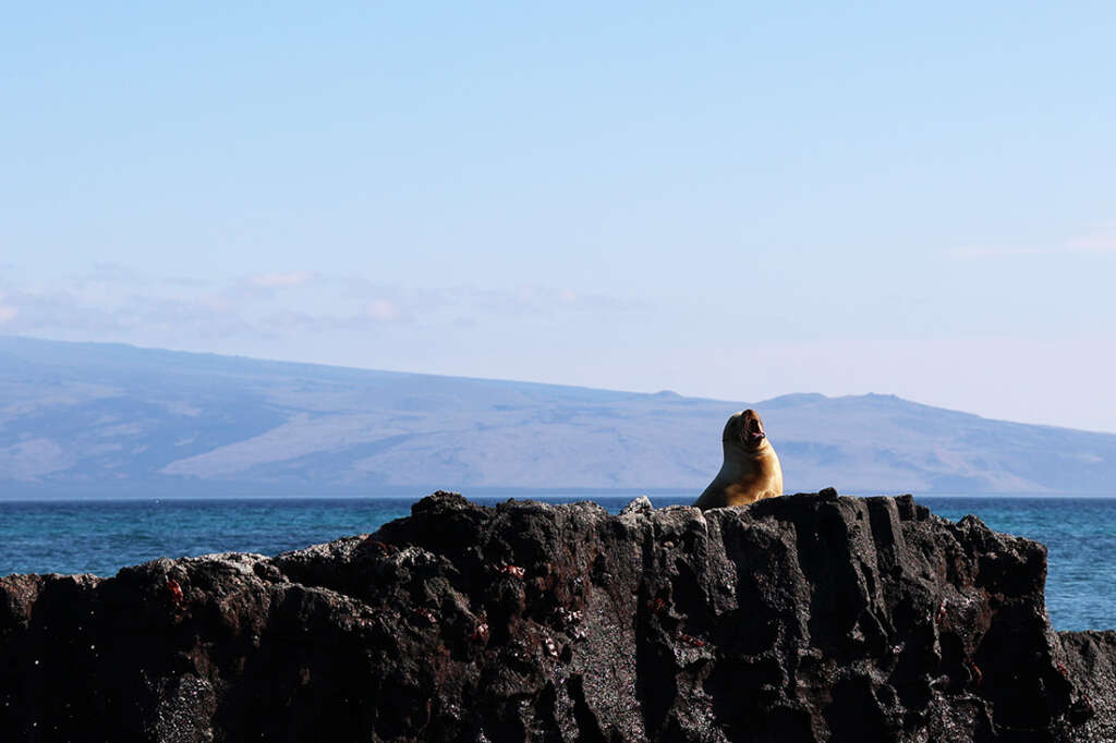 photos from Punta Mangle in Galapagos Islands, with birds like Blue-Footed Boobies and penguins, plus sea lions and marine iguanas