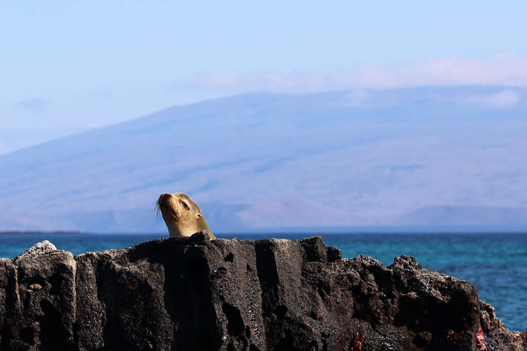 photos from Punta Mangle in Galapagos Islands, with birds like Blue-Footed Boobies and penguins, plus sea lions and marine iguanas