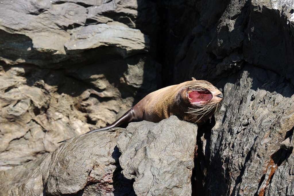 What to know, best photos and packing tips for planning a luxury vacation cruise in the Galapagos Islands. Photo © Dandelion Chandelier.