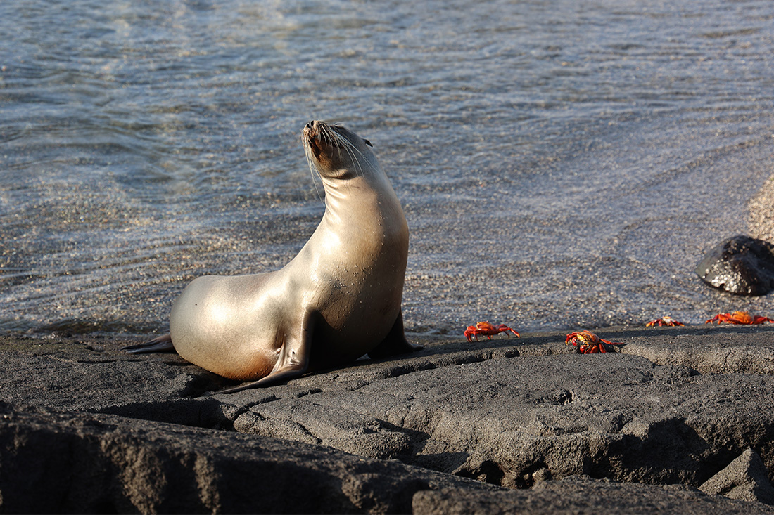 Punta Espinoza in the Galapagos Islands with sea lions, marine iguanas