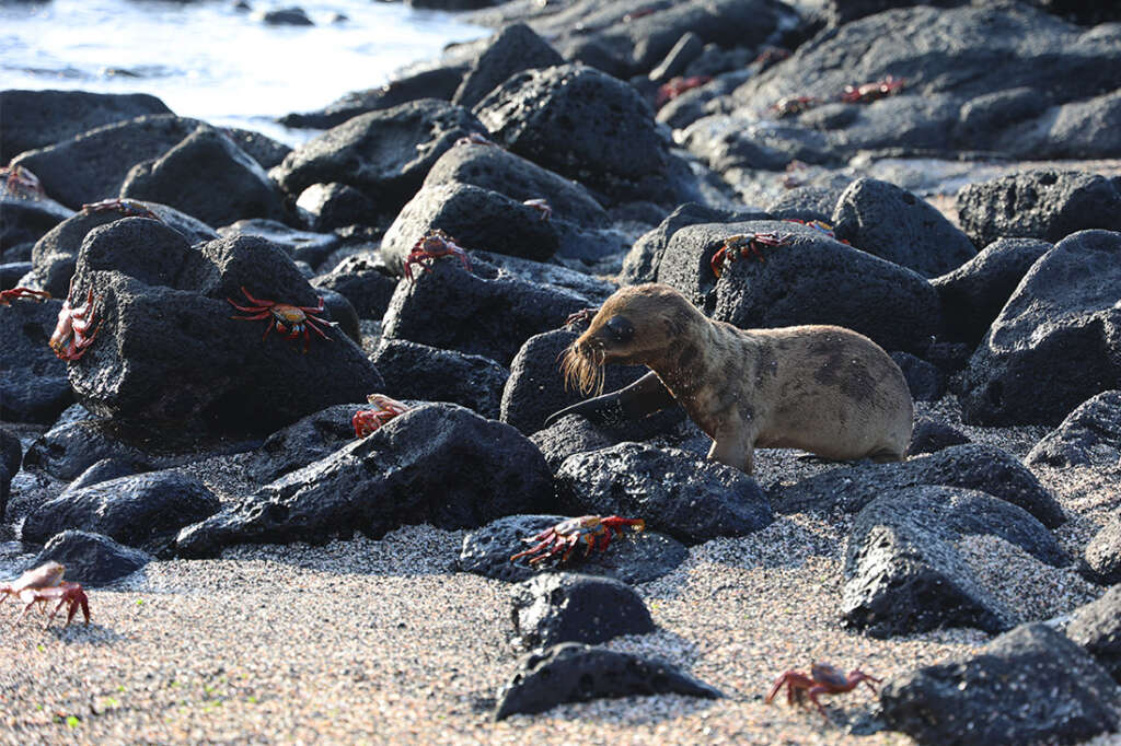 Sea lion pup with Sally Lightfoot crabs on Punta Espinoza